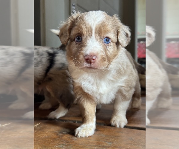 Medium Photo #1 Aussie-Corgi Puppy For Sale in ESPERANCE, NY, USA