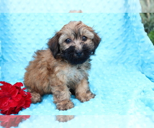 Bichpoo Puppy for sale in SHILOH, OH, USA