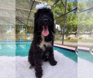 Goldendoodle Puppy for sale in KISSIMMEE, FL, USA