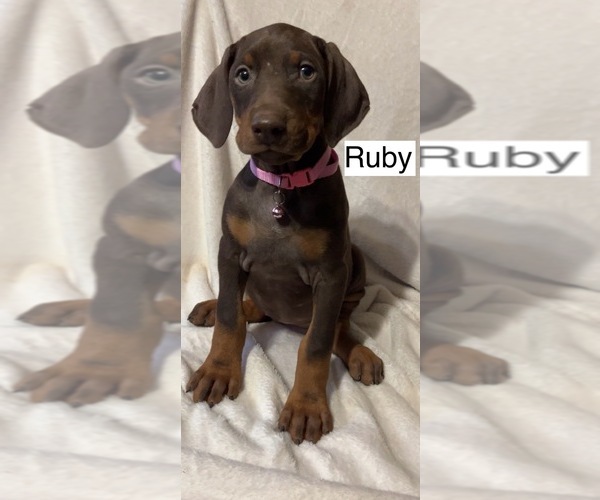 Medium Photo #3 Doberman Pinscher Puppy For Sale in POMEROY, OH, USA