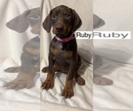 Small #2 Doberman Pinscher