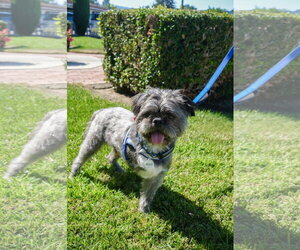 Hiccup - Male French Tzu Dog for Adoption - Photo #3