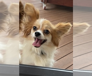 Papillon Dog for Adoption in MIDDLETOWN, Maryland USA