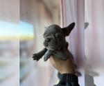 Puppy Peewee French Bulldog