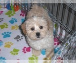 Small Photo #3 ShihPoo Puppy For Sale in ORO VALLEY, AZ, USA
