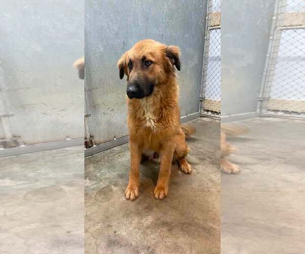 Medium Photo #2 Retriever -Unknown Mix Puppy For Sale in Frenchburg, KY, USA