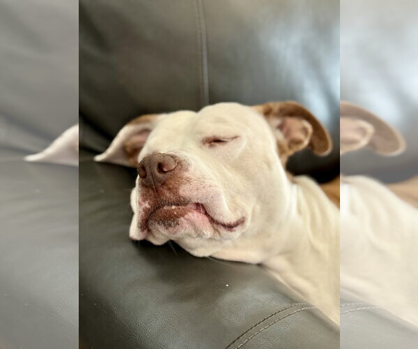 Medium Photo #24 Mutt Puppy For Sale in Mount Laurel, NJ, USA