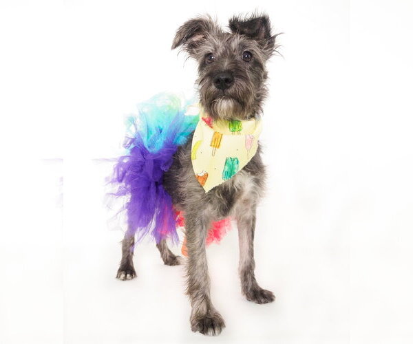 Medium Photo #7 Mutt Puppy For Sale in Phoenix, AZ, USA