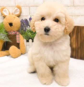 Medium Photo #2 Poodle (Toy) Puppy For Sale in SAN FRANCISCO, CA, USA