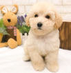 Small Photo #2 Poodle (Toy) Puppy For Sale in SAN FRANCISCO, CA, USA