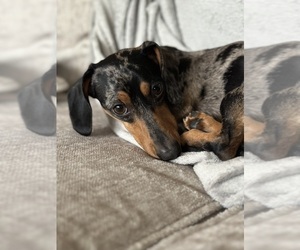 Father of the Dachshund puppies born on 09/02/2026