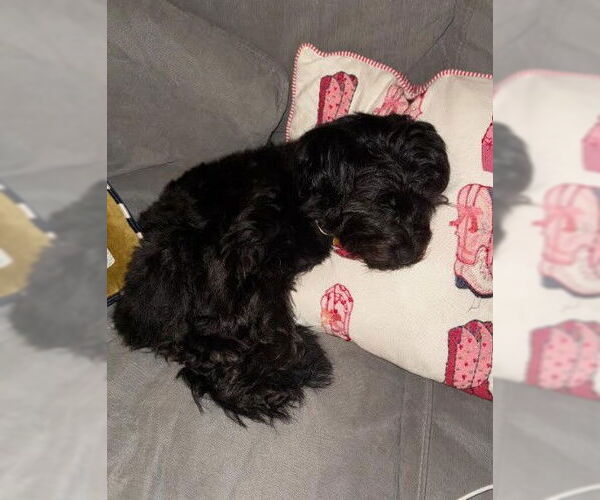 Medium Photo #4 Lhasa Apso-Unknown Mix Puppy For Sale in San Diego, CA, USA