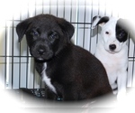 Small Photo #2 Australian Cattle Dog-Border Collie Mix Puppy For Sale in HAMMOND, IN, USA