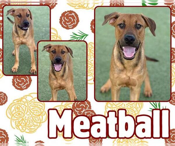 Medium Photo #2 Mutt Puppy For Sale in Pearland, TX, USA