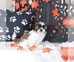Small #3 Shih Tzu