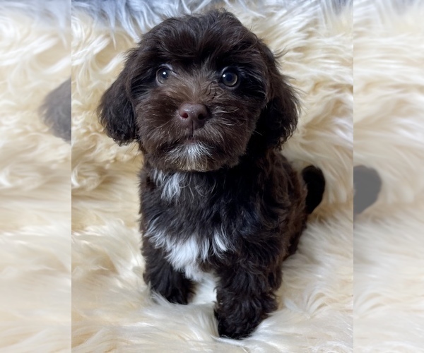 Medium Photo #1 YorkiePoo Puppy For Sale in AQUILLA, TX, USA