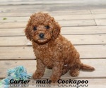 Image preview for Ad Listing. Nickname: Carter