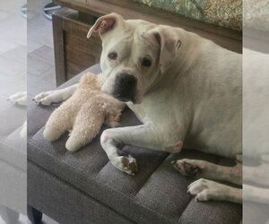 Boxer Dogs for adoption in Burnsville, MN, USA