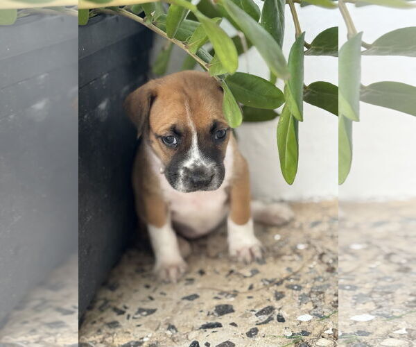 Medium Photo #5 Labrador Retriever-Unknown Mix Puppy For Sale in Sanford, FL, USA