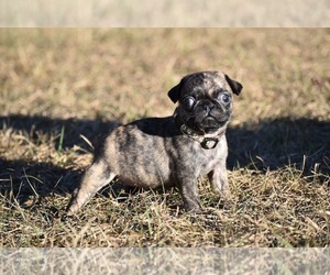 Pug Puppy for sale in PALM COAST, FL, USA