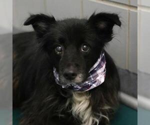 Border Collie-Unknown Mix Dogs for adoption in San Antonio, TX, USA