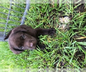 Labrador Retriever Puppy for sale in HUDSON, FL, USA
