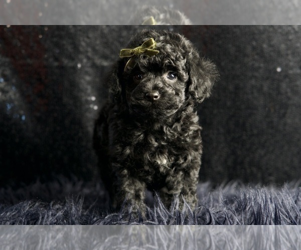Medium Photo #2 Poodle (Miniature) Puppy For Sale in WARSAW, IN, USA