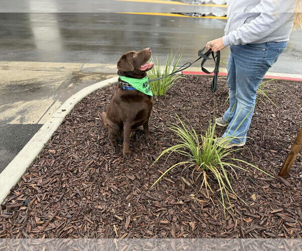 Medium Photo #7 Labrador Retriever Puppy For Sale in Clovis, CA, USA
