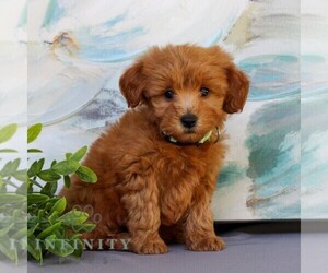 Goldendoodle (Miniature) Puppy for sale in NEWMANSTOWN, PA, USA