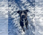Small #25 Labrador Retriever Mix