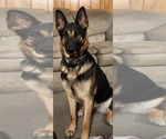 Small Photo #1 German Shepherd Dog Puppy For Sale in KALEVA, MI, USA