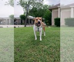 Small #1 American Pit Bull Terrier Mix