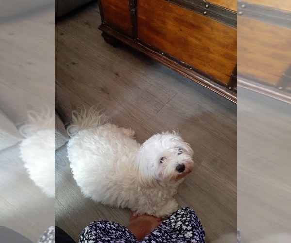 Medium Photo #1 Maltese Puppy For Sale in BELPRE, OH, USA