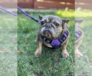 French Bulldog Puppy for sale in SACRAMENTO, CA, USA