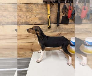 Medium Treeing Walker Coonhound