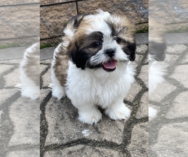 Medium Photo #7 Shih Tzu Puppy For Sale in CANOGA, NY, USA
