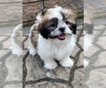 Small #6 Shih Tzu