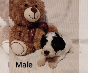 Cock-A-Poo Puppy for sale in FITZGERALD, GA, USA