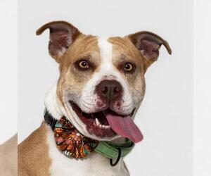 Dachshund-Unknown Mix Dogs for adoption in Santa Maria, CA, USA