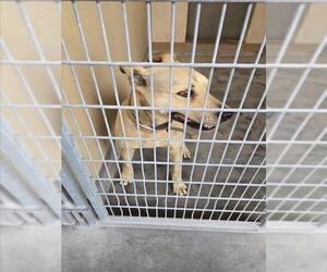 German Shepherd Dog-Unknown Mix Dogs for adoption in Texas City, TX, USA