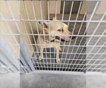 Small German Shepherd Dog Mix