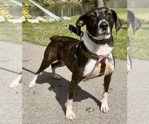 Labrador Retriever-Unknown Mix Dogs for adoption in Clarkston, MI, USA