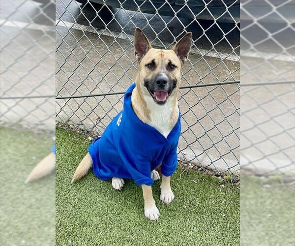 Medium Photo #2 American Pit Bull Terrier-Unknown Mix Puppy For Sale in Pasadena, TX, USA