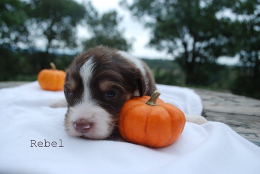 Medium Photo #5 Aussiedoodle Puppy For Sale in CATHOLIC POINT, AR, USA