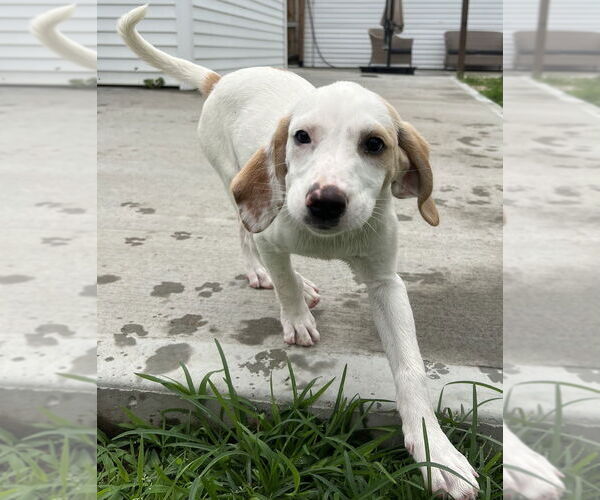 Medium Photo #6 Jack-A-Bee Puppy For Sale in Aurora, IN, USA