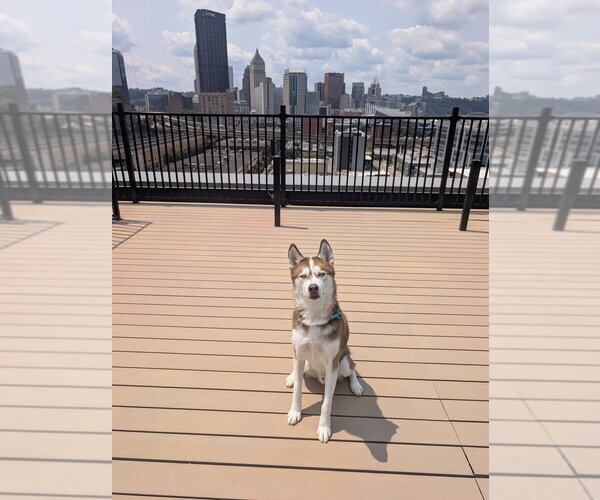 Medium Photo #2 Siberian Husky-Unknown Mix Puppy For Sale in Springdale, PA, USA