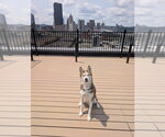 Small #1 Siberian Husky Mix