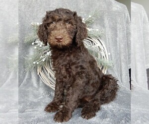 Labradoodle Puppy for sale in MILLERSBURG, OH, USA