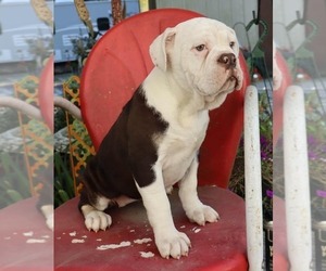 Medium Olde English Bulldogge