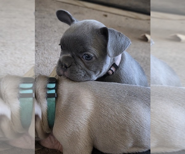 Medium Photo #29 French Bulldog Puppy For Sale in BLANCA, CO, USA